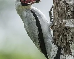 Tityra semifasciata