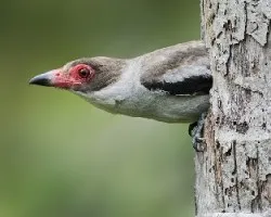 Tityra semifasciata