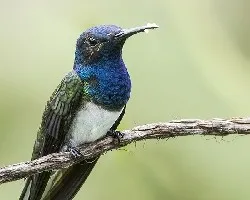 Florisuga mellivora