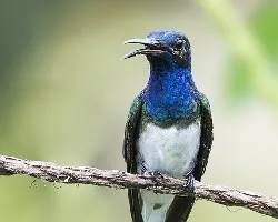 Florisuga mellivora