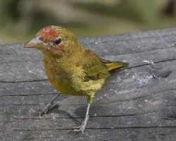 Piranga rubra