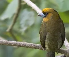 Semnornis frantzii