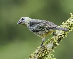 Tangara larvata
