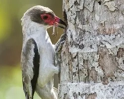 Tityra semifasciata