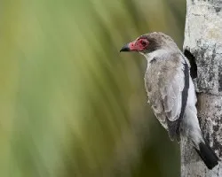 Tityra semifasciata