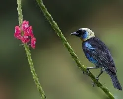 Tangara larvata