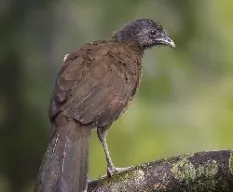 Ortalis cinereiceps
