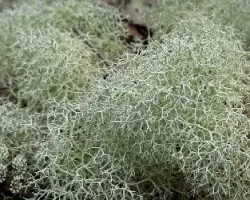 Blancos ramificados