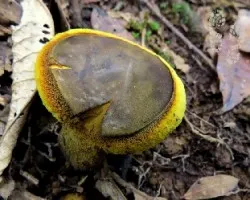 Amarillo esponjoso