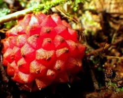 Brotes esféricos