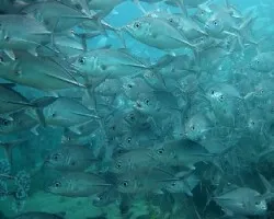 Caranx sexfasciatus