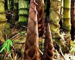 Brotes de gigantes