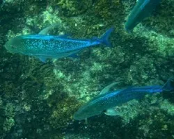 Caranx melampygus