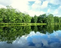 Reflejos del sierpe