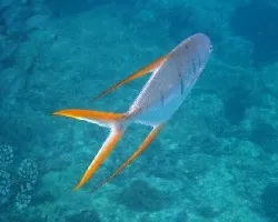 Aletas encendidas