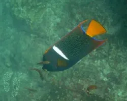 Holacanthus passer