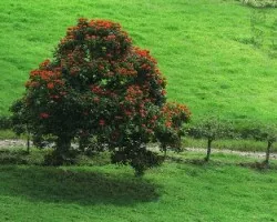 Llama del bosque