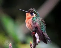 Lampornis calolaemus