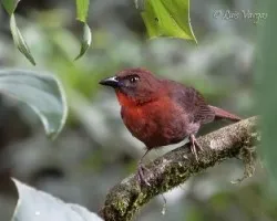 Habia fuscicauda