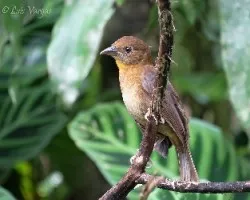 Habia fuscicauda