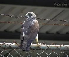 Buteo brachyurus 