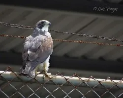 Buteo brachyurus