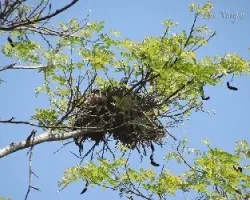 Buteo nitidus