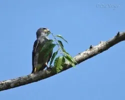 Buteo nitidus