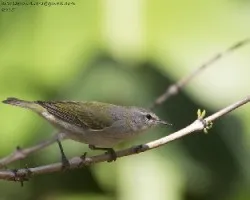 Oreothlypis peregrina