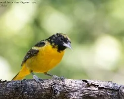 Icterus galbula