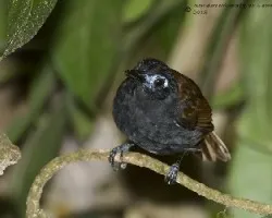 Myrmeciza exsul