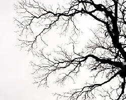 Contraluz
