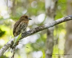 Malacoptila panamensis