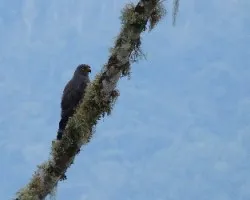 Buteo magnirostris