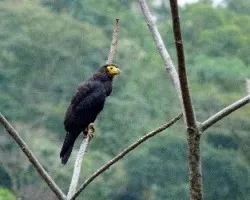 Daptrius ater