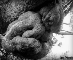 Raíz