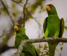 Amazona albifrons