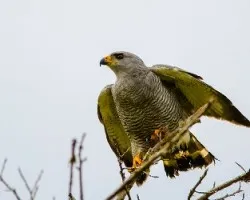 Buteo nitidus