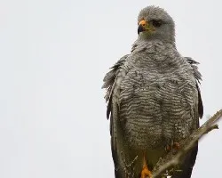 Buteo nitidus