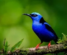 Cyanerpes cyaneus