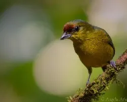 Euphonia gouldi