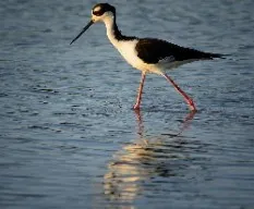 Himantopus mexicanus