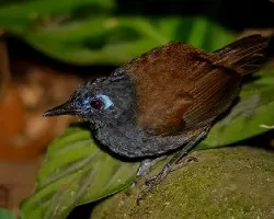 Myrmeciza exsul