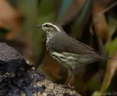 Parkesia noveboracensis