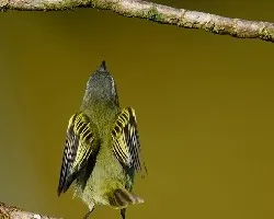 Zimmerius vilissimus