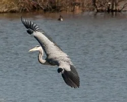 Garza real