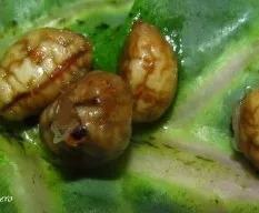 Cositas raras