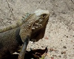 Iguana iguana