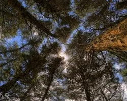 Contraluz arboles