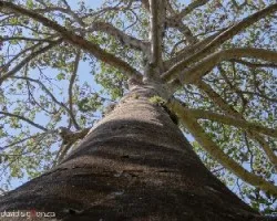 Ceiba